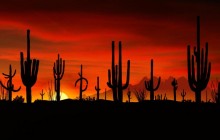 Saguaros - Sonoran Desert - Arizona