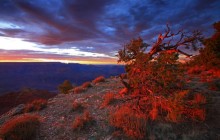 Blushing Bush - Navajo Point - Grand Canyon - Arizona