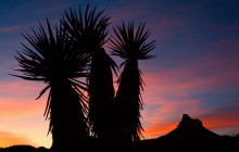 Yuccas Silhouetted at Sunset - Oatman - Arizona