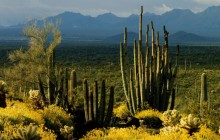 Organ Pipe Cactus and Brittlebush - Arizona