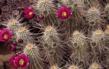 Hedgehog Cactus - Sonora Desert Museum - Arizona