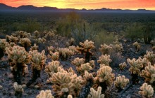 Cholla Cacti in the Ajo Mountains - Arizona