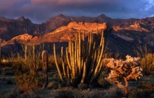 Sunset Light on Ajo Mountains - Organ Pipe Cactus - Arizona
