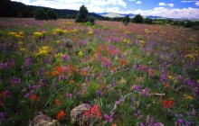 Field of Locoweed - Paintbrush and Gold Flower - Apache - Arizona
