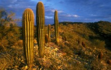Saguaro Cacti - South Mountain Park - Phoenix - Arizona