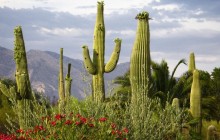 Saguaro Cacti - Santa Catalina Mountains - Tucson - Arizona