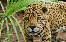Jaguar Peering Through Brush - Belize
