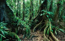 Rainforest HD wallpaper - Belize