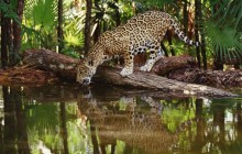 Thirsty Jaguar HD wallpaper - Belize