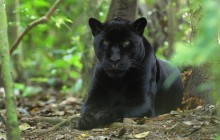 Awaiting Jaguar HD wallpaper - Belize