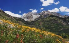 Spring Wildflowers in Alpine Meadow at Lead King - Colorado