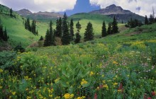 Alpine Meadow of Sneezeweed - Asters - Colorado
