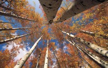 View From Below in an Aspen Grove - Colorado