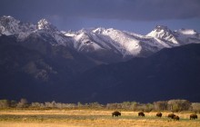 Grazing Bison - Sangre de Cristo Range - Colorado
