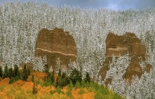 Snow-Covered Trees - Colorado