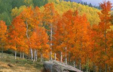 Fall Aspens - Owl Creek Pass - Colorado