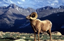 Big Horn Ram - Rocky Mountain National Park - Colorado
