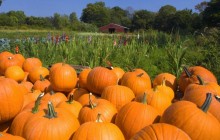 Pumpkin Patch - Middlefield - Connecticut