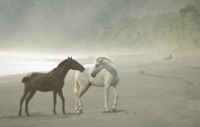 Wild Horses in Fog - Osa Peninsula - Costa Rica
