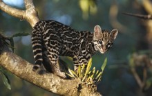 Portrait of a Wild Margay Kitten - Costa Rica