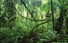 Lianas in Interior of Lowland Rainforest - Costa Rica