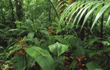 Female Green Anole - Costa Rica
