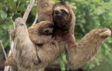 Three-Toed Sloth with Baby - Corcovado Park - Costa Rica