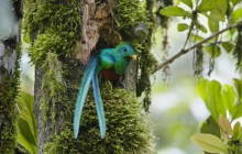 Resplendent Quetzal - Costa Rica