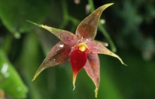Miniature Epiphytic Orchid - Costa Rica