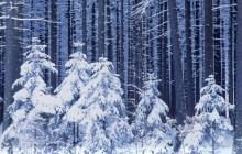 Snowy Forest - Czech Republic