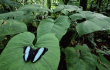 Morpho Butterfly in a Tropical Rainforest - Ecuador