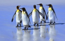 Five King Penguins - Falkland Islands