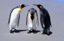 Penguins - Falkland Islands
