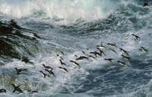 Rockhopper Penguins Surfing Into Shore - Falkland Islands