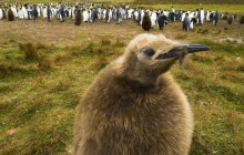 King Penguin Chick - Falkland Islands