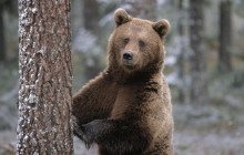 Portrait of a Brown Bear - Finland