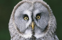 Great Gray Owl - Finland