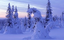 Snow-Covered Spruces - Finland