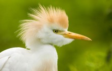 Cattle Egret - Florida