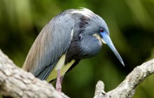 Tri-Colored Heron - Florida