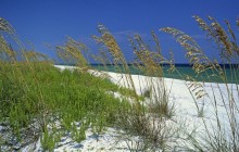 Sea Oats - Perdido Key Beach - Pensacola - Florida