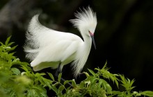 Snowy Egret in Breeding Plumage - Florida