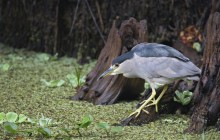 Black-Crowned Night Heron Fishing - Corkscrew Swamp Sanct... - Florida