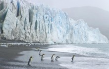 King Penguins at the Foot of Fortuna Glacier - Cumberland... - Georgia
