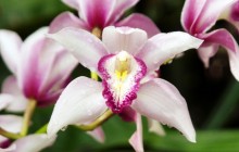 Orchids - Callaway Gardens - Georgia