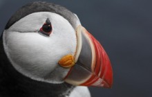 Atlantic Puffin - West Fjords - Iceland