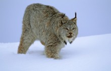 Stalking Canada Lynx - Idaho