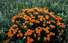 Butterfly Weed in Bloom - Schulenberg Prairie - Morton Ar... - Illinois