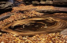 Swirling Leaves - Matthiessen State Park - Illinois