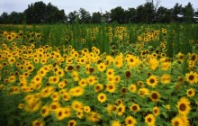 Sunflowers in Motion - Grundy County - Illinois